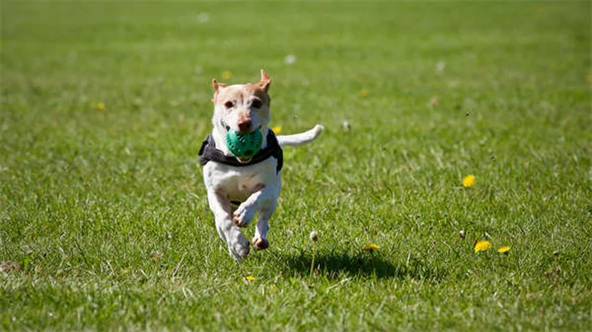 Trump's Auto Tariffs: How They'll Cost You $3,000 on Your Next Car